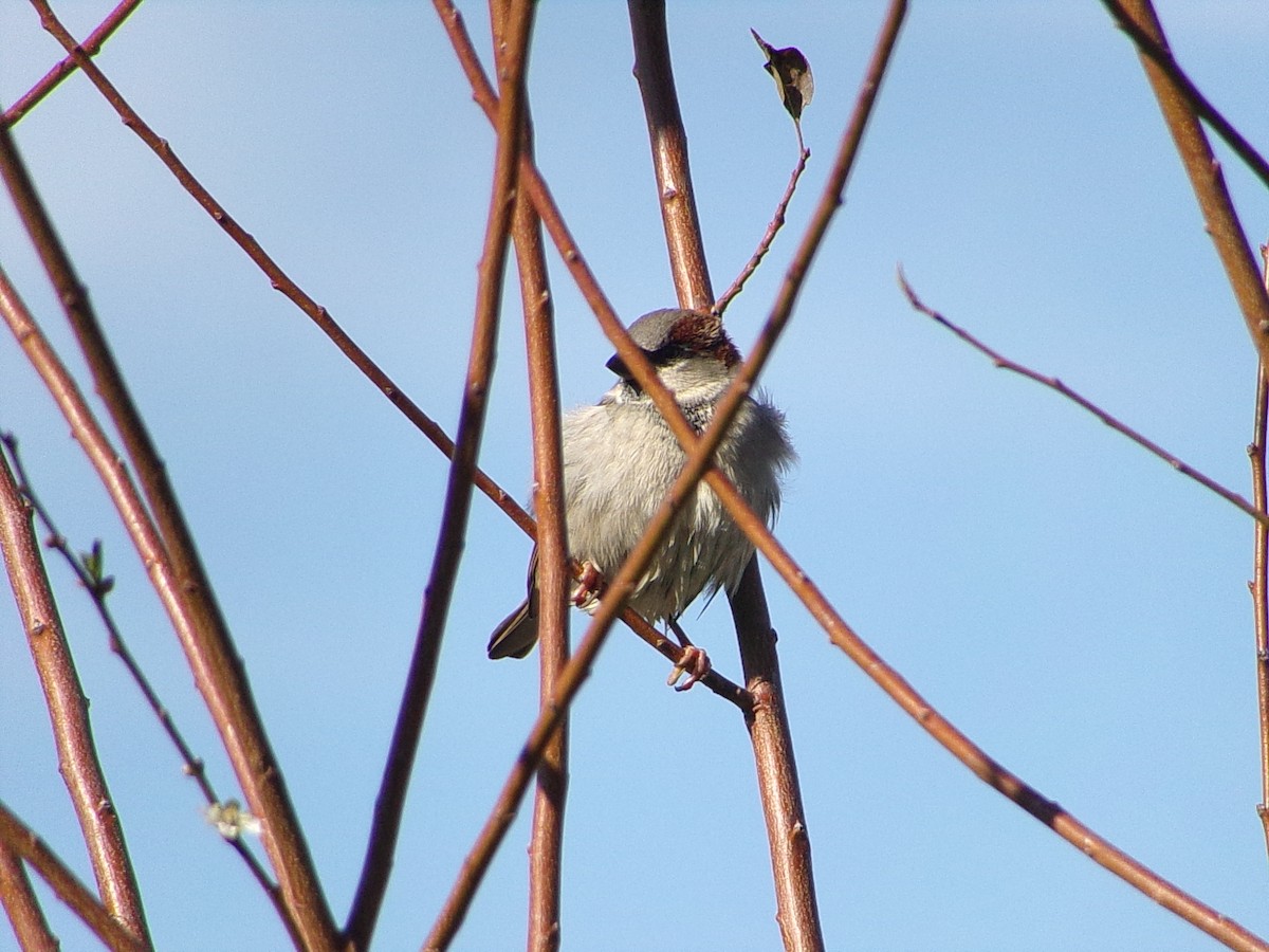 House Sparrow - ML646253175