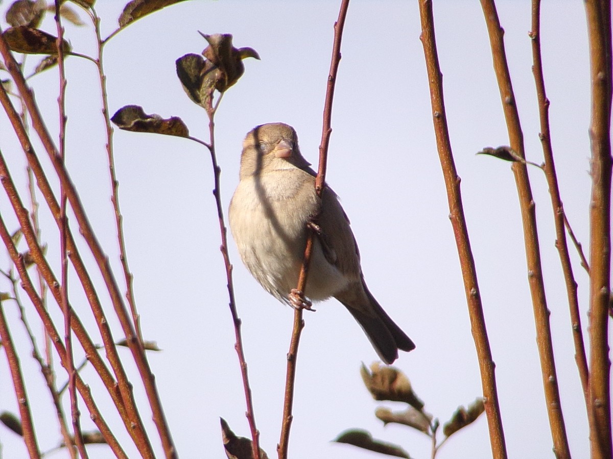 House Sparrow - ML646253176