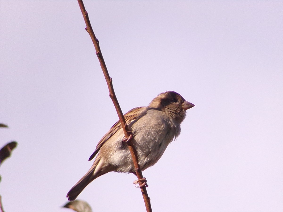 House Sparrow - ML646253177