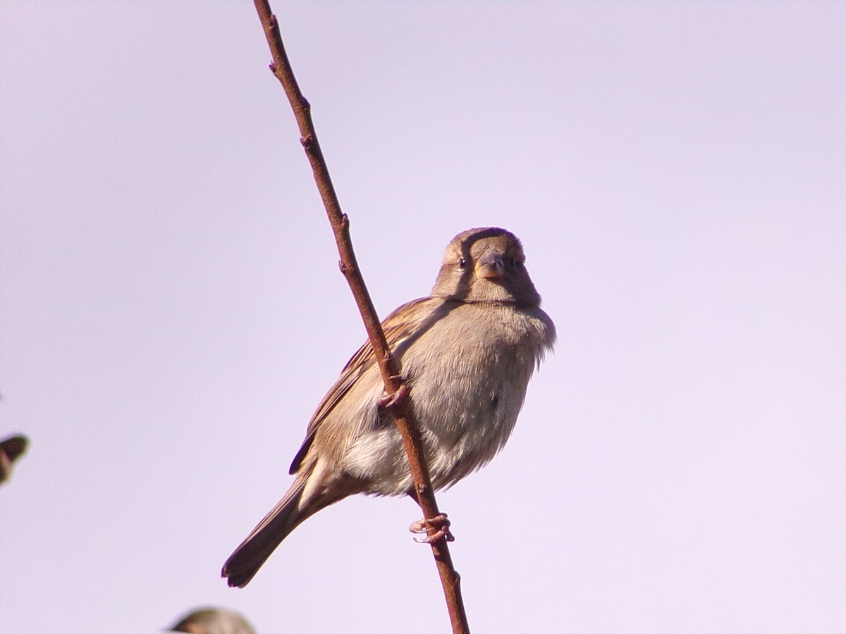 House Sparrow - ML646253178
