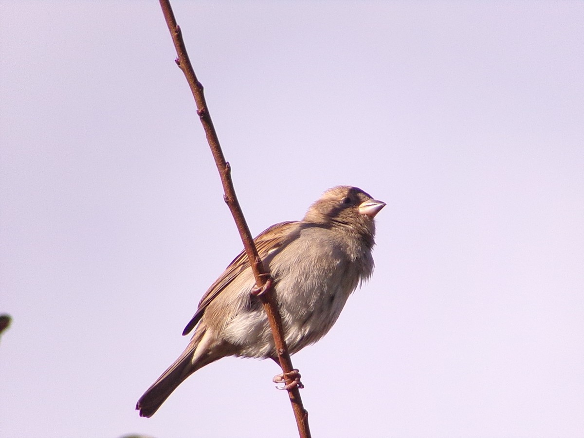 House Sparrow - ML646253179