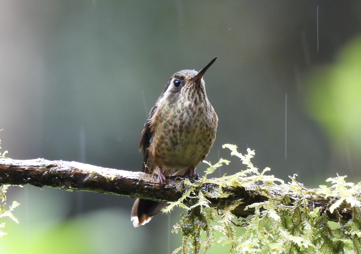 Colibrí Jaspeado - ML646253180