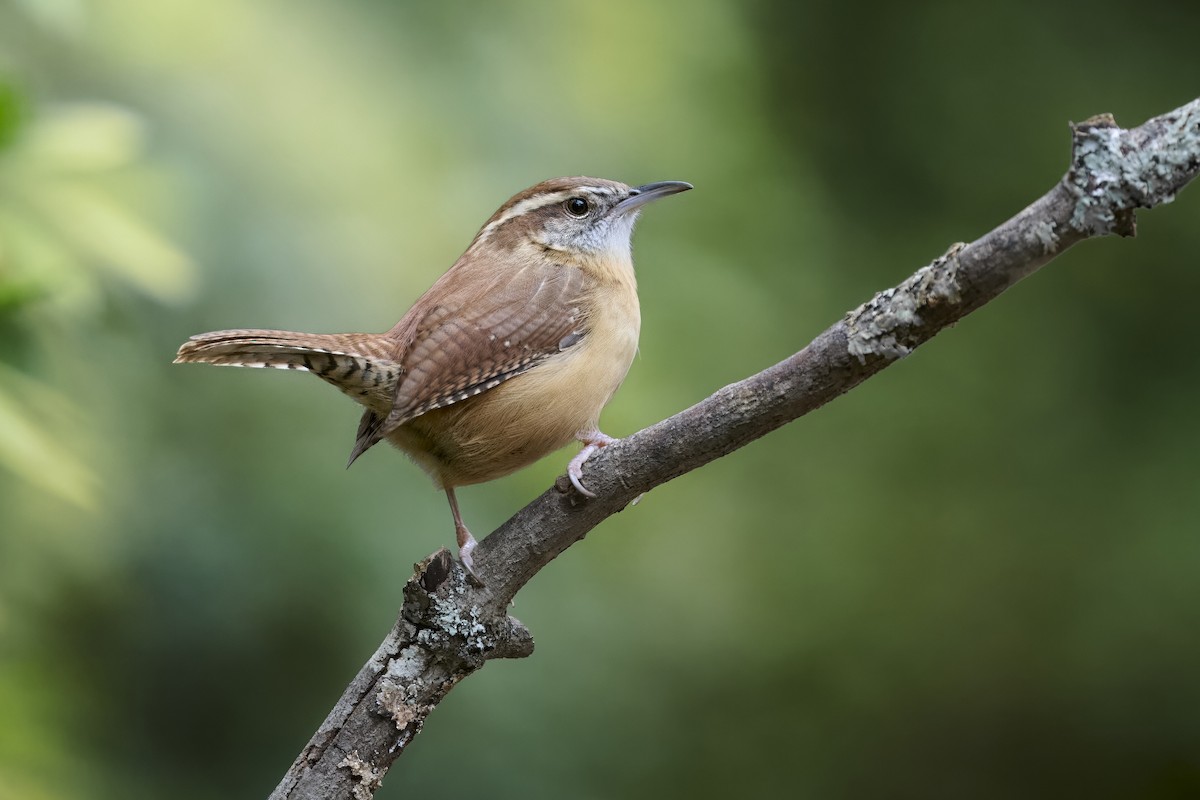 Carolina Wren - ML646253191
