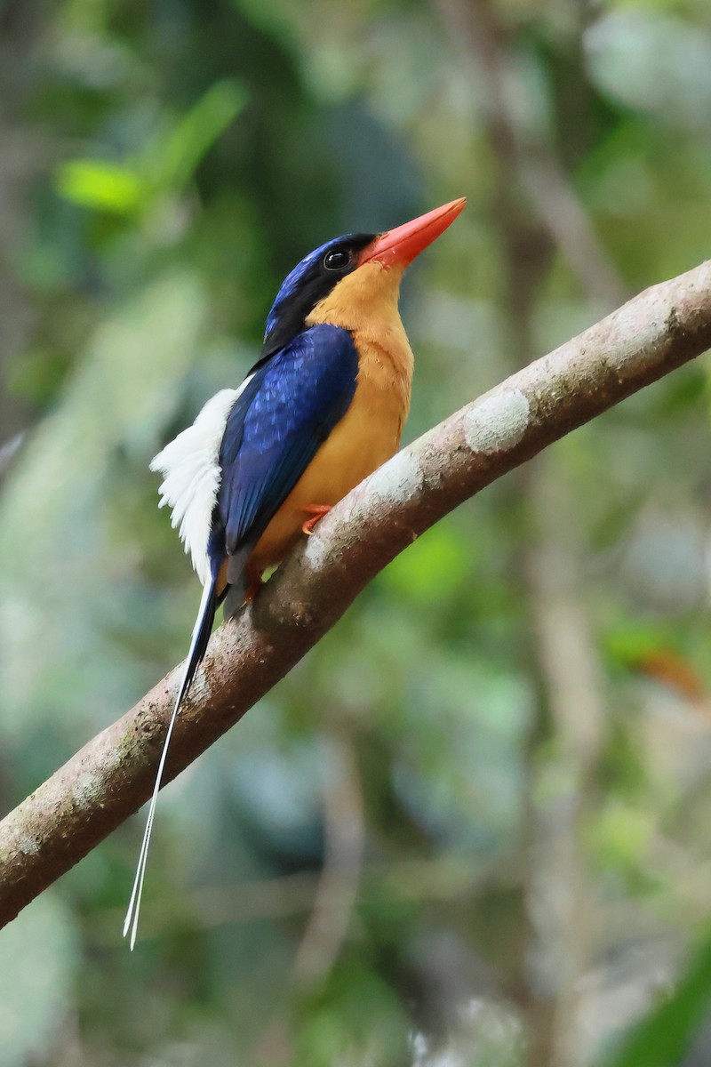 Buff-breasted Paradise-Kingfisher - ML646253192