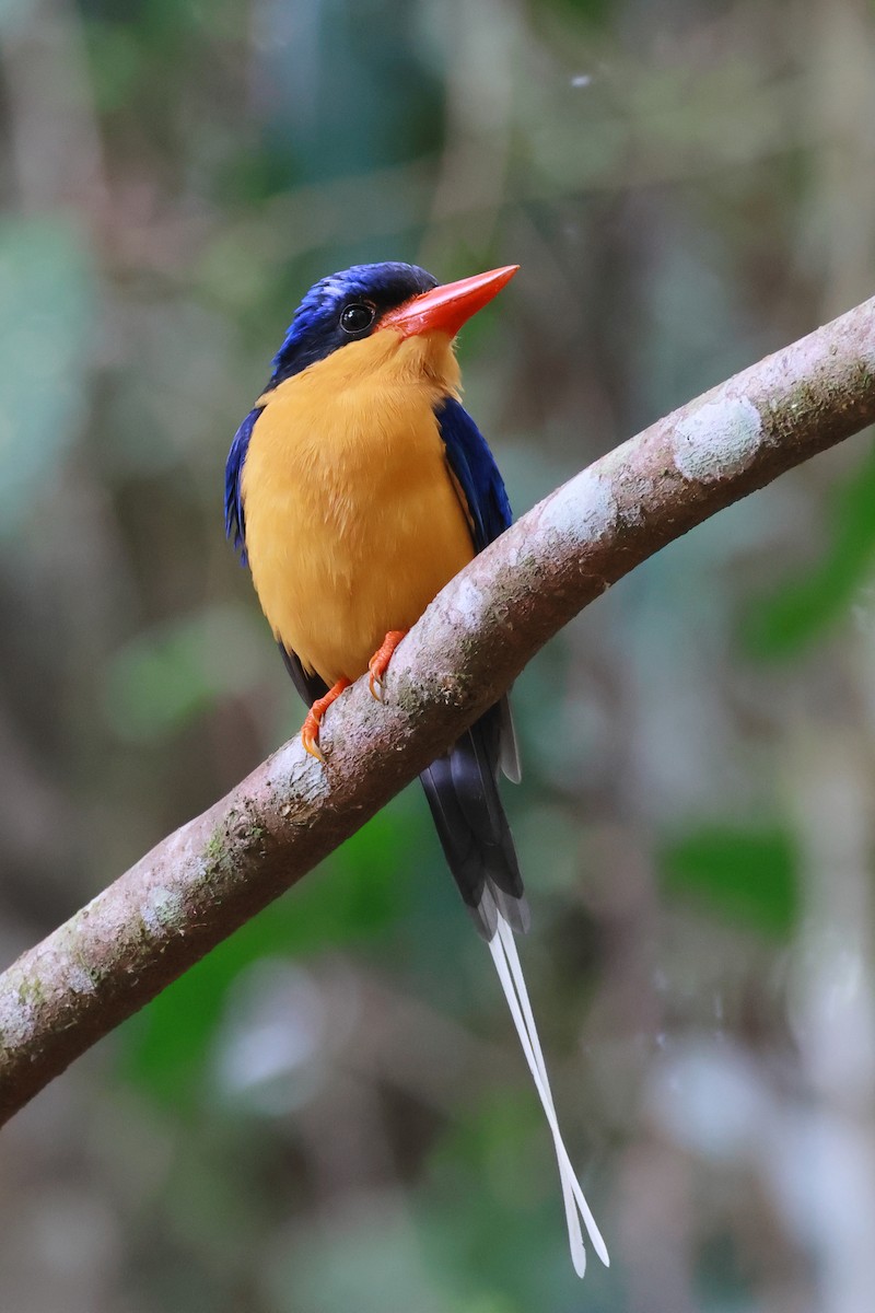 Buff-breasted Paradise-Kingfisher - ML646253200