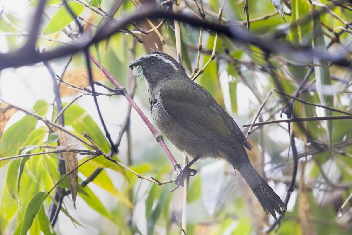 Thick-billed Saltator - ML646253201
