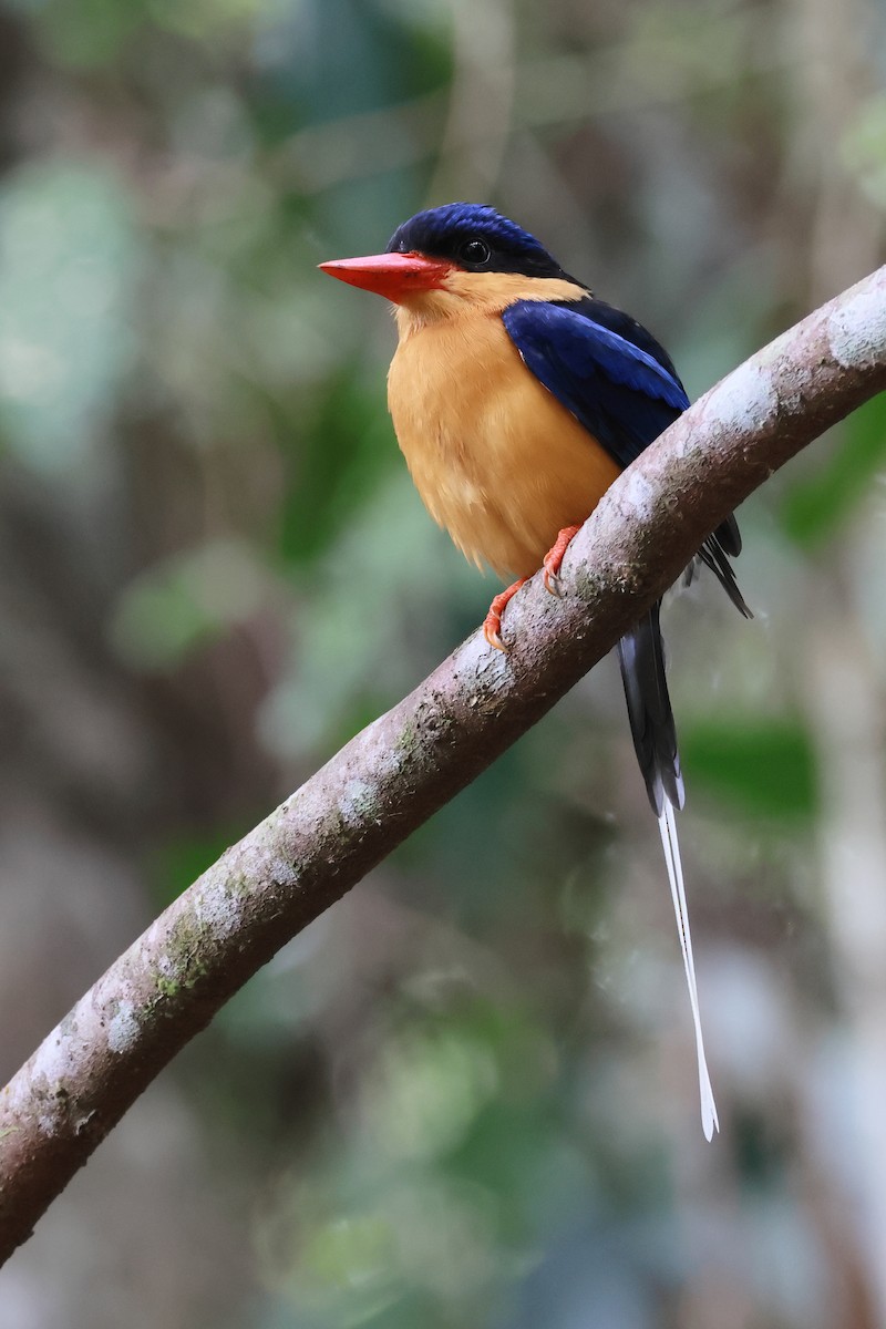 Альціон-галатея вохристогрудий - ML646253204