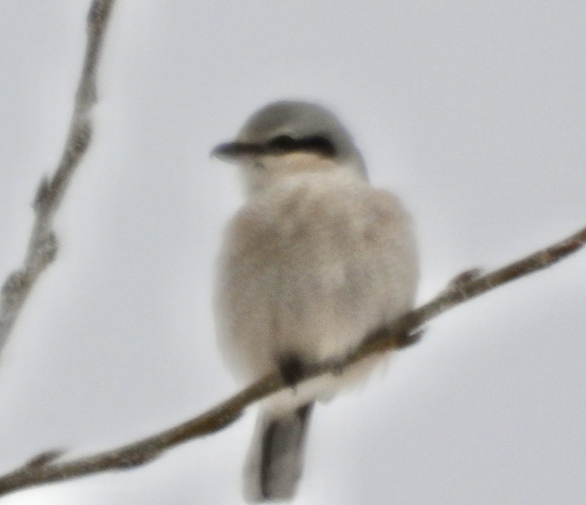 Сорокопуд північний - ML646253206