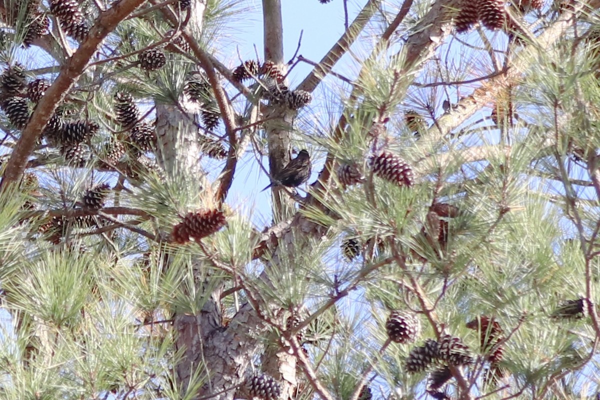 Еполетник червоноплечий - ML646253207