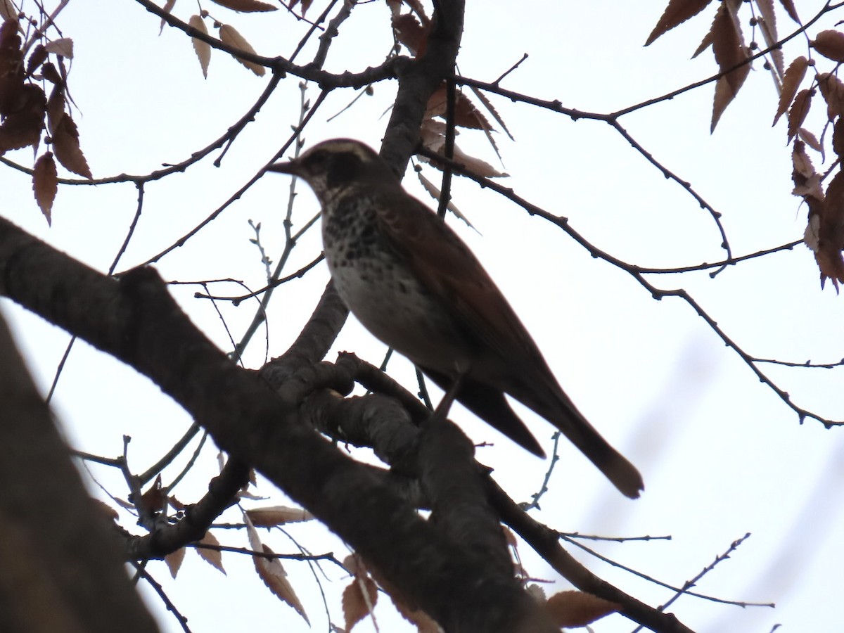 Дрізд темний - ML646253209