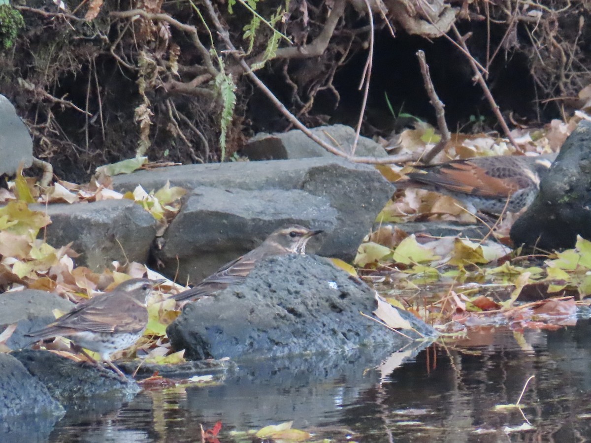 Дрізд темний - ML646253210