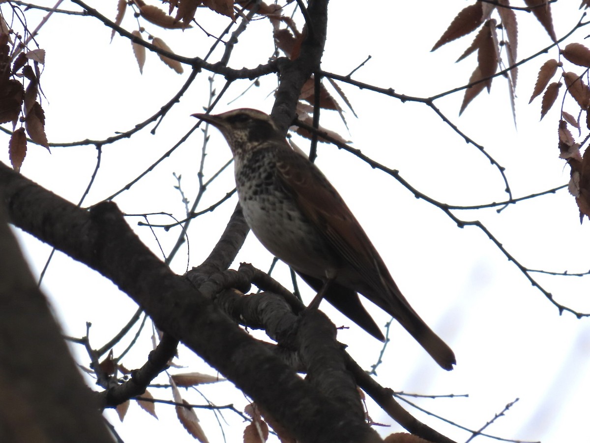 Дрізд темний - ML646253211