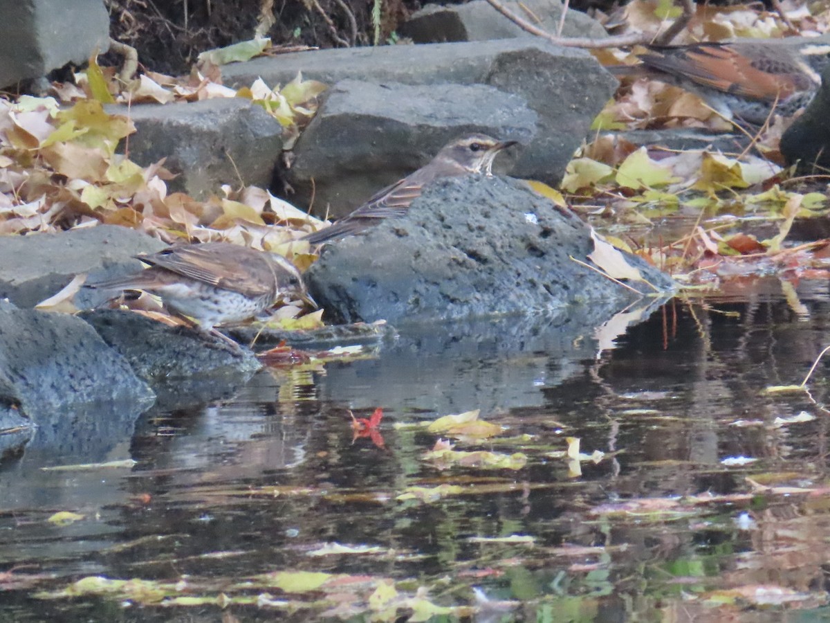 Дрізд темний - ML646253214