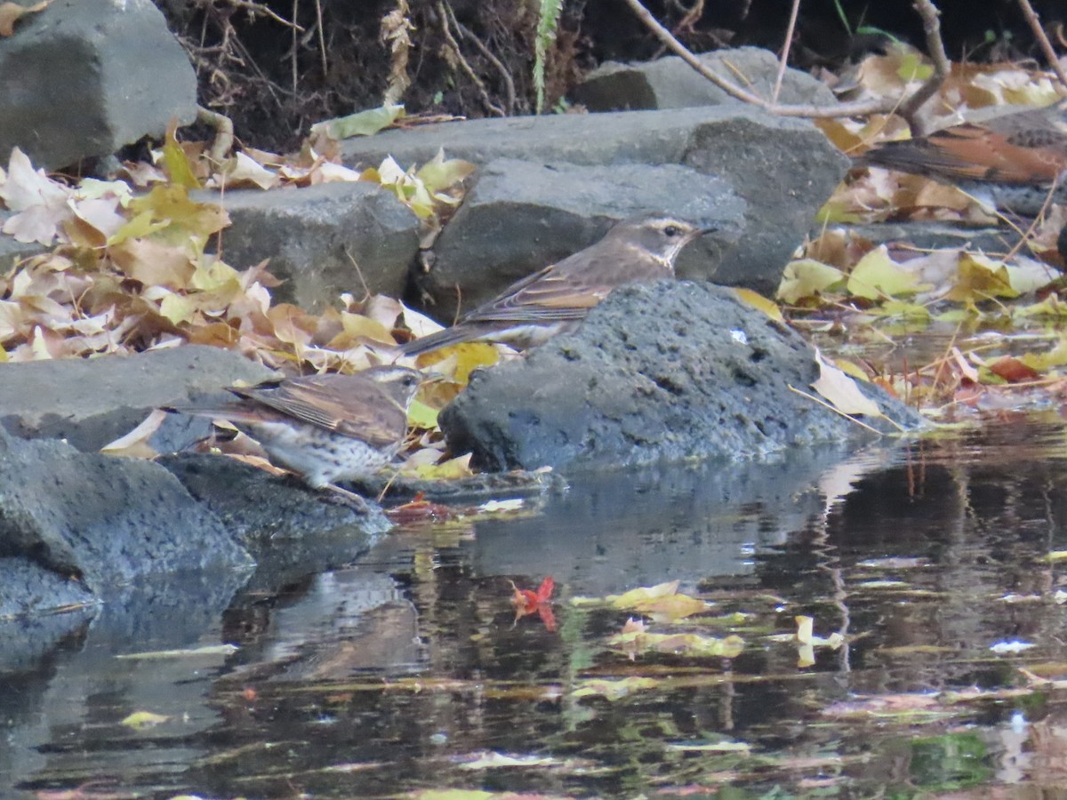 Дрізд темний - ML646253215