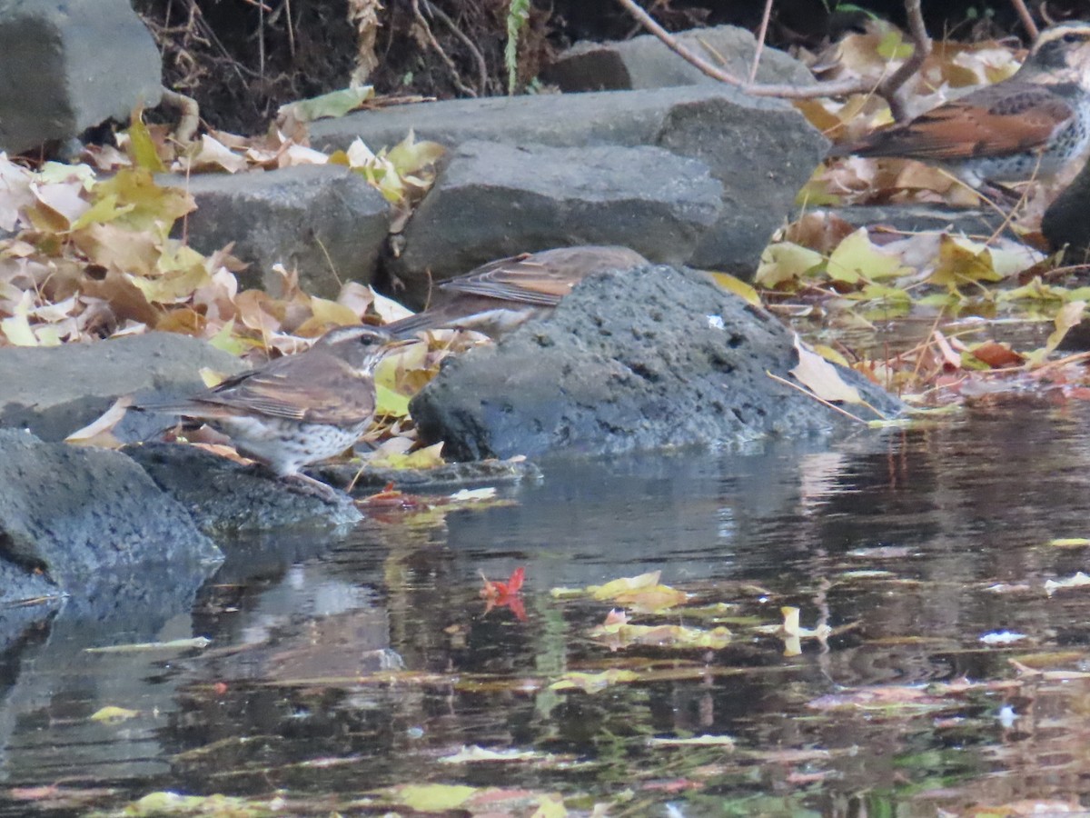 Дрізд темний - ML646253217