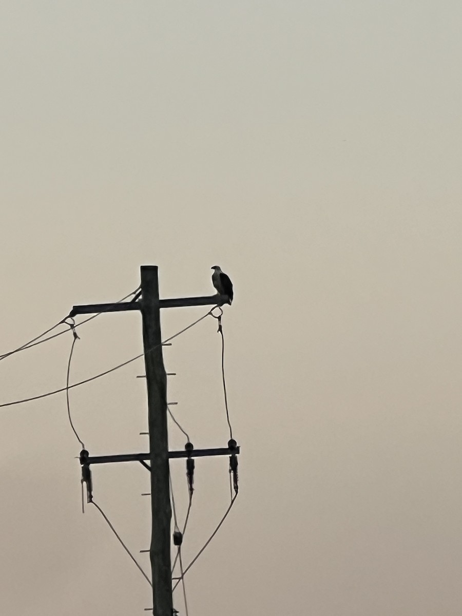 Орлан білочеревий - ML646253219