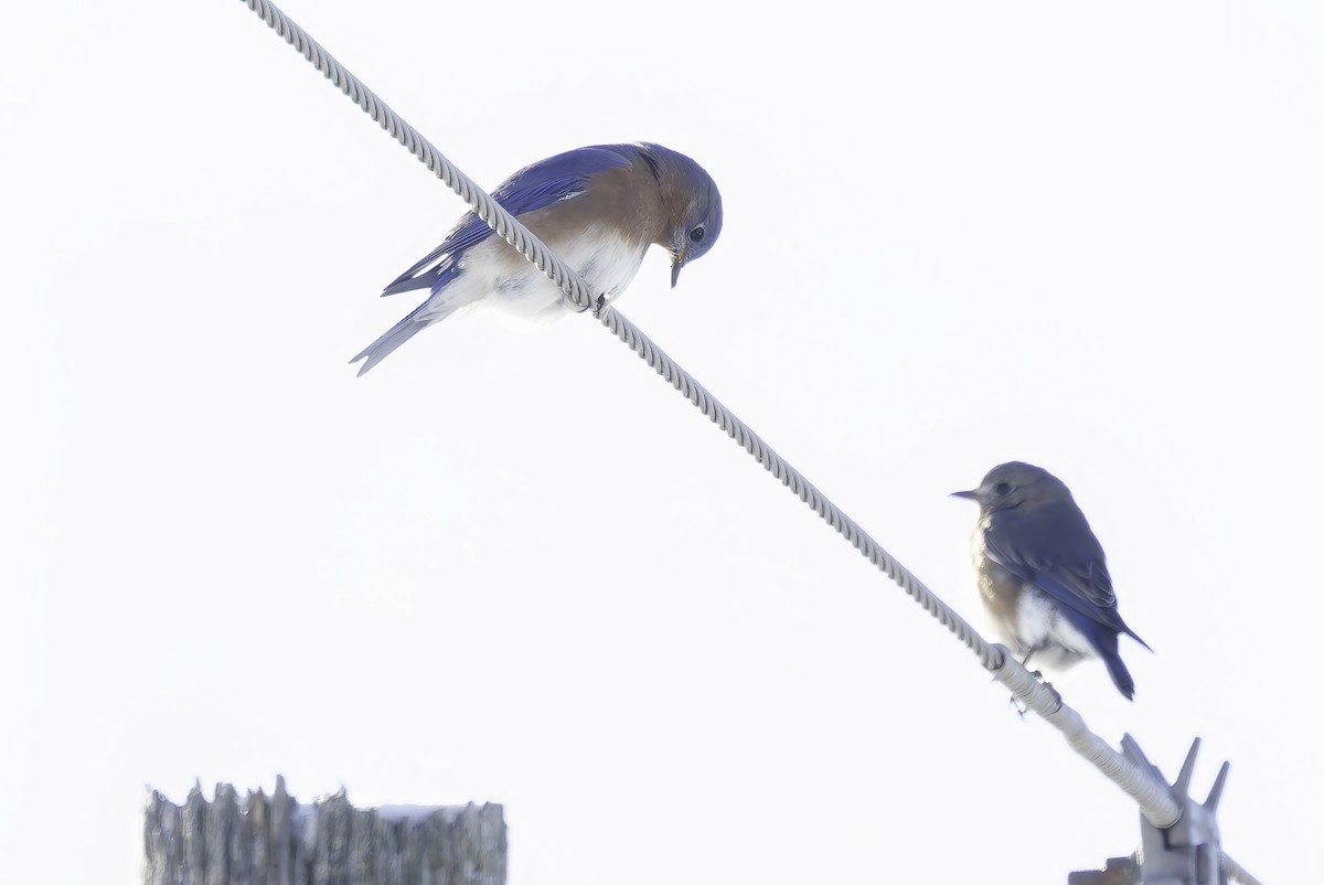 Eastern Bluebird - ML646253220