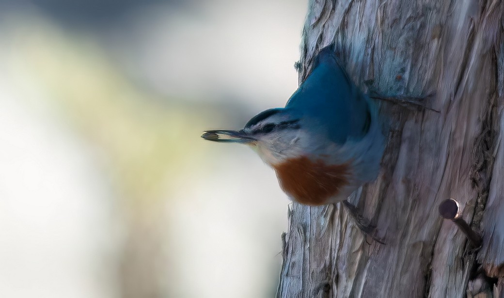 Повзик рудоволий - ML646253223