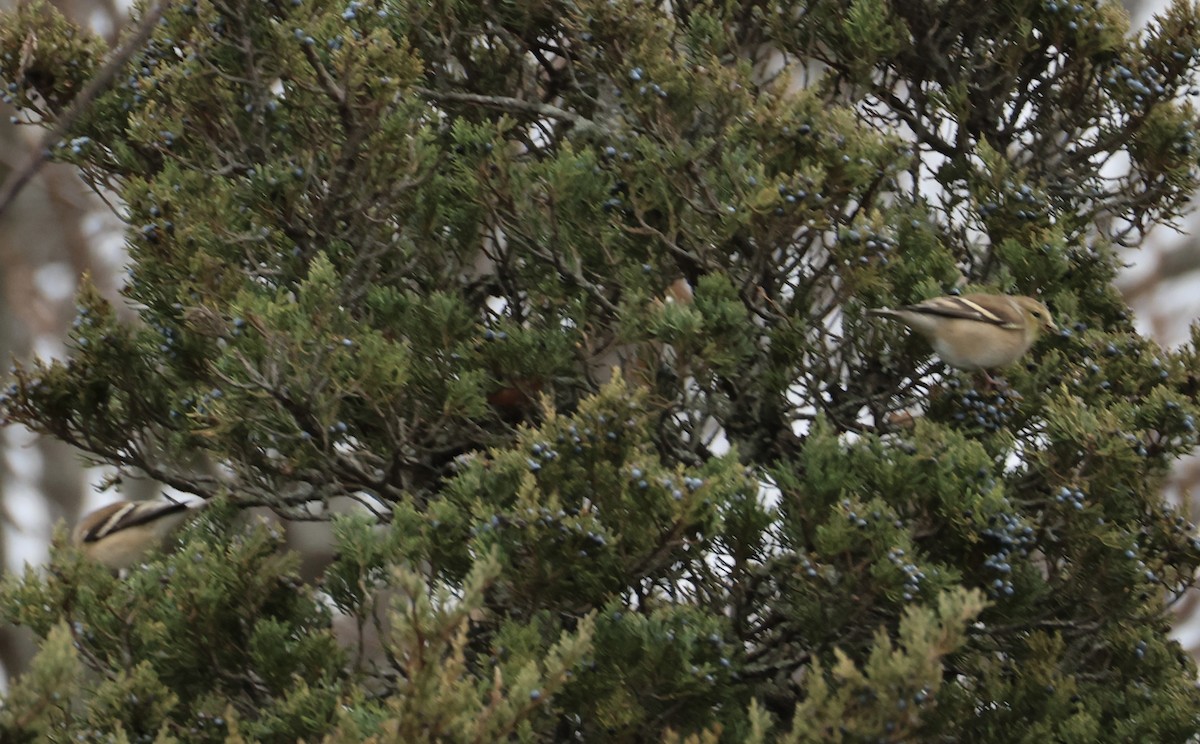 Чиж золотий - ML646253224