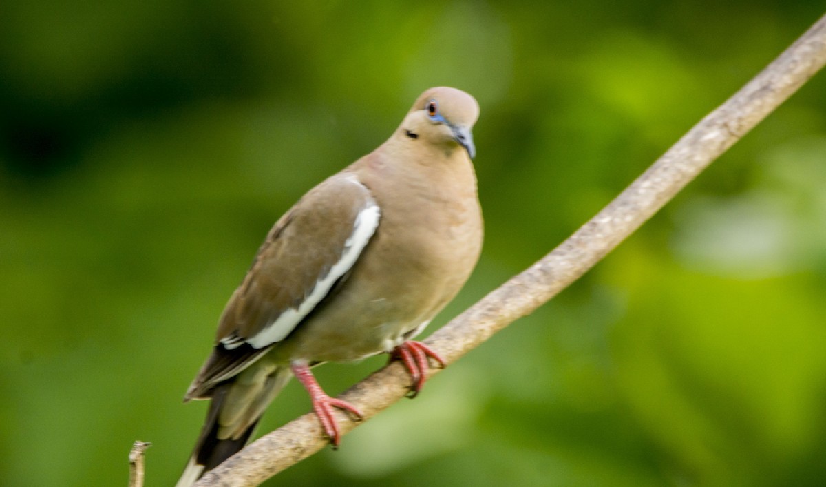 Зенаїда білокрила - ML646253225