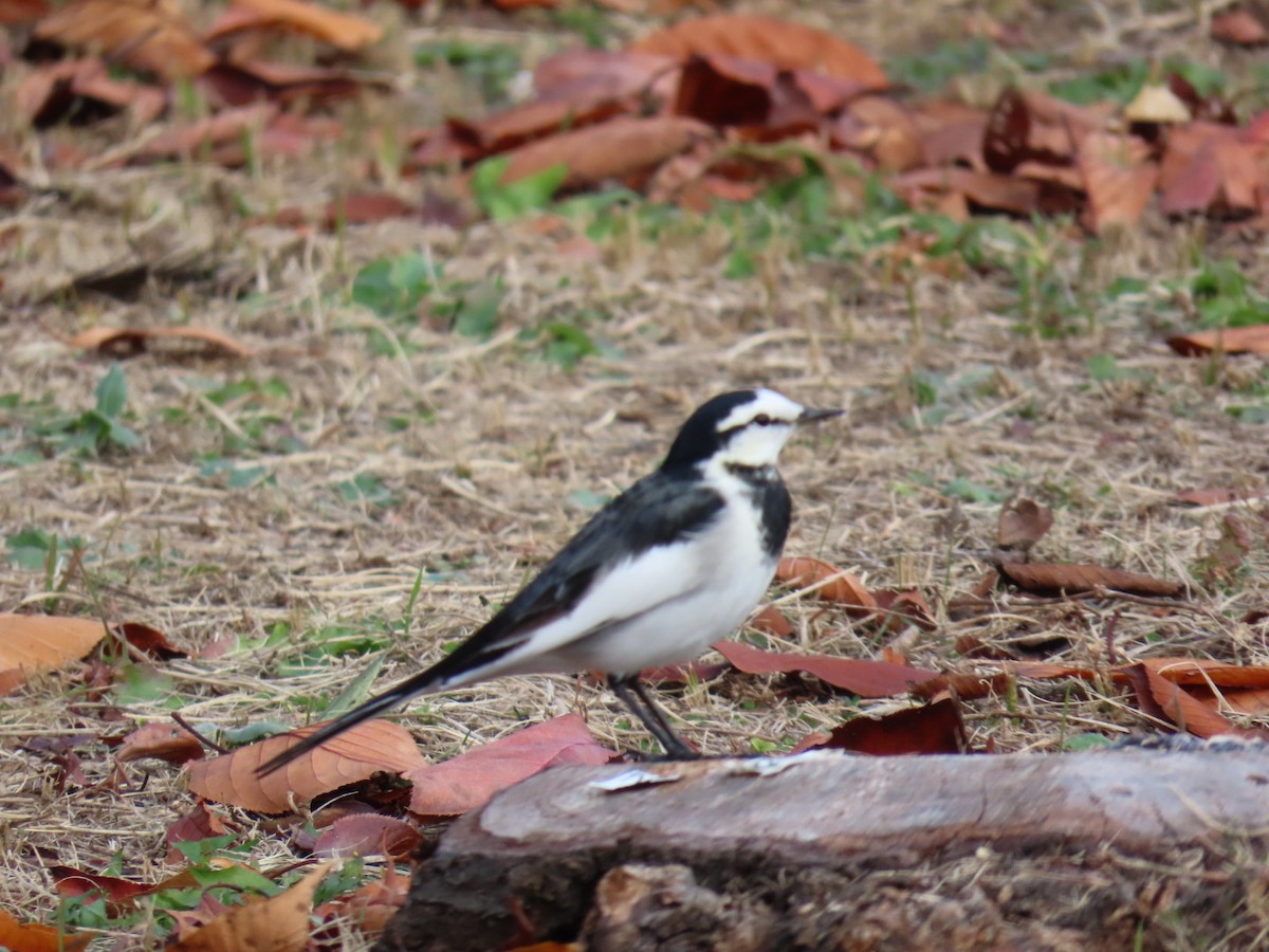 Плиска біла - ML646253229