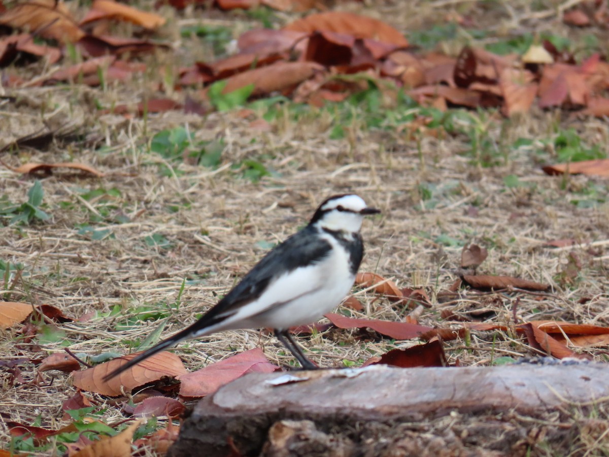 Плиска біла - ML646253230