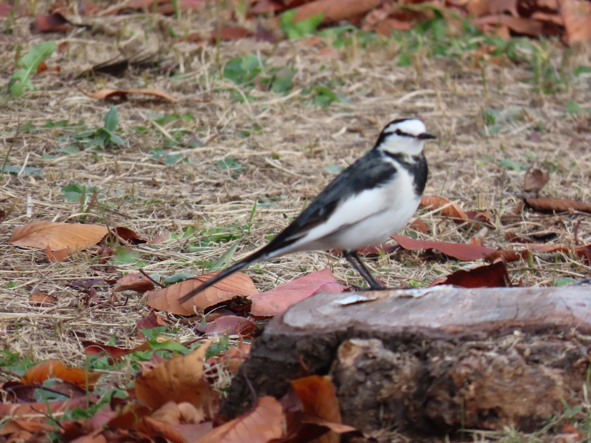 Плиска біла - ML646253231