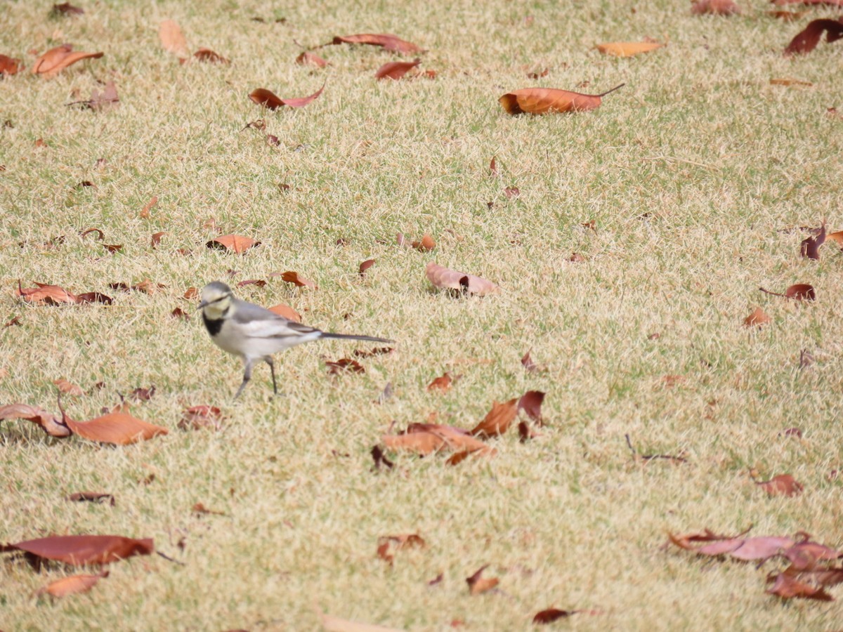 Плиска біла - ML646253232