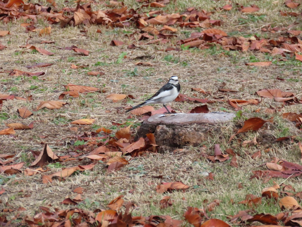 Плиска біла - ML646253233