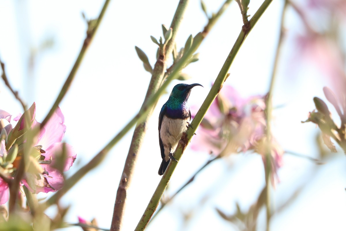 Маріка білочерева - ML646253239