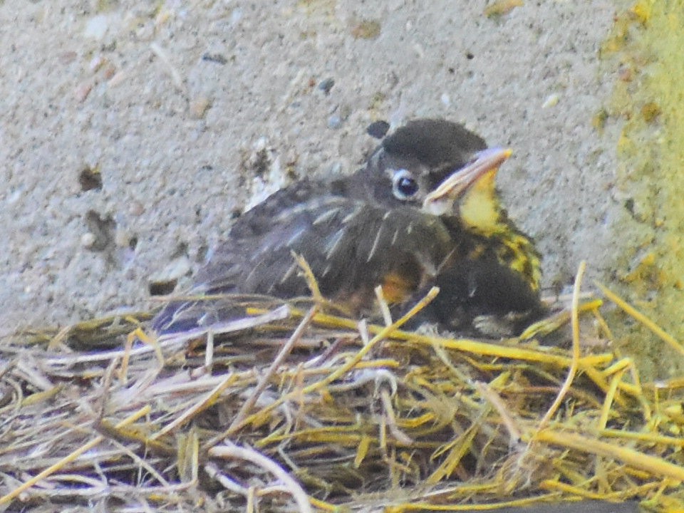 Дрізд мандрівний [група migratorius] - ML646253240