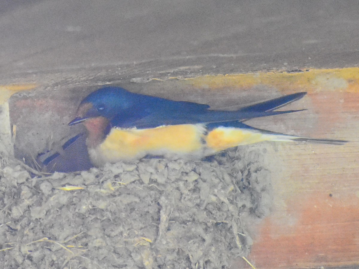 Barn Swallow - ML646253243