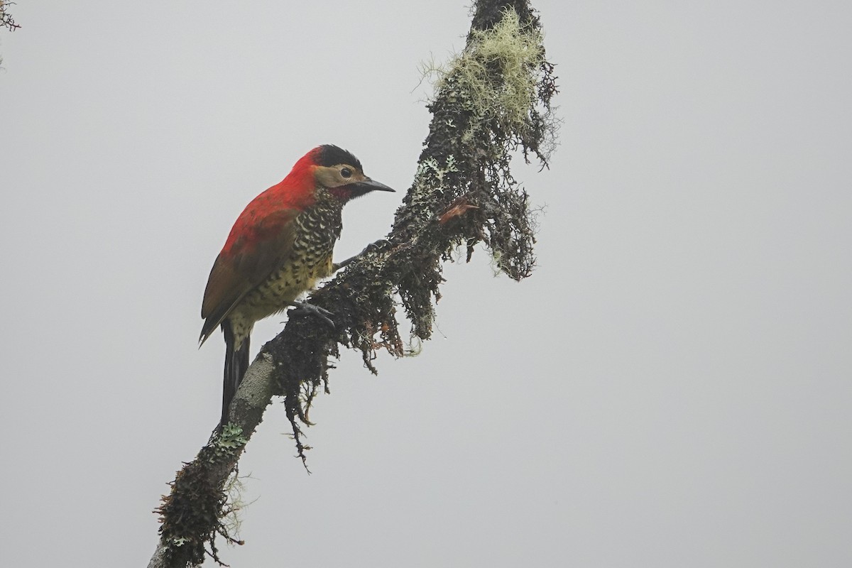 Crimson-mantled Woodpecker - ML646253249