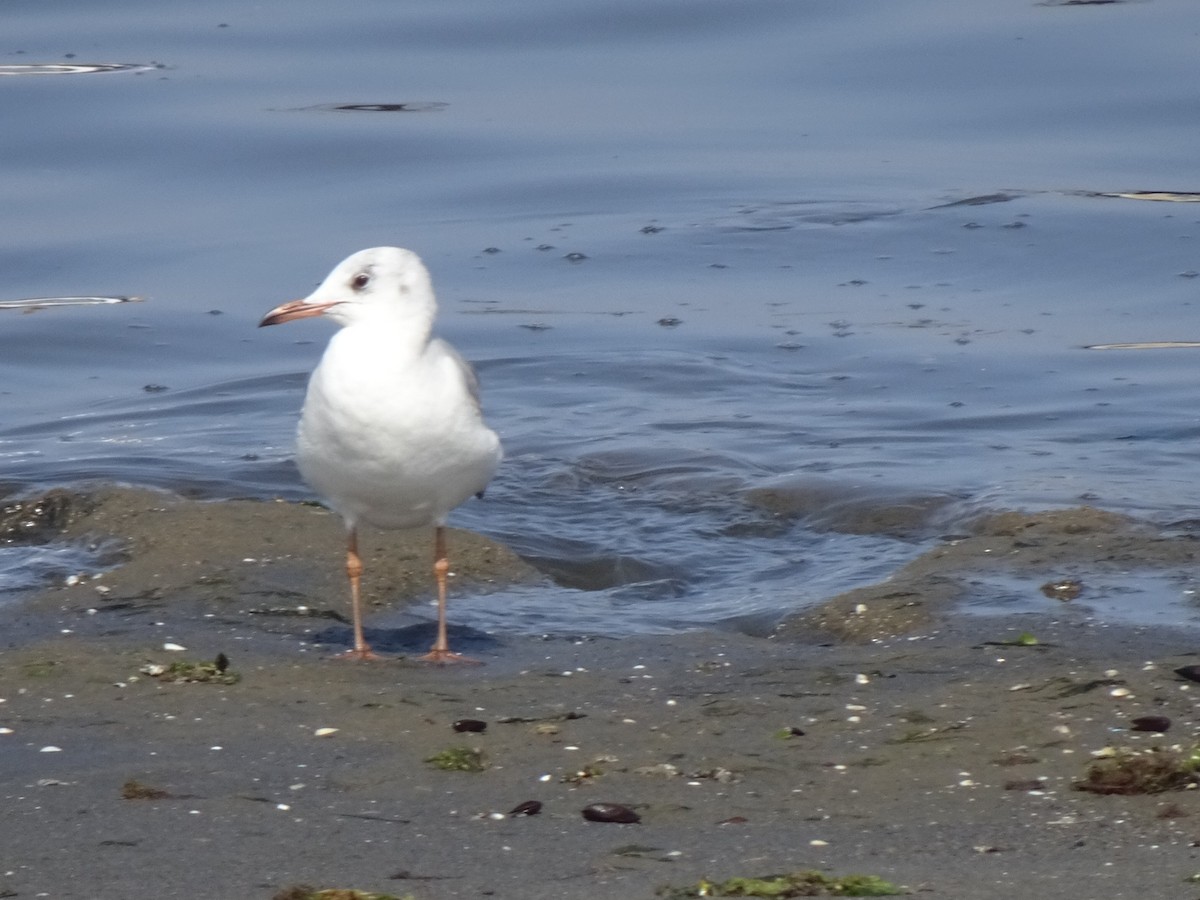 Antxeta burugrisa - ML646253257