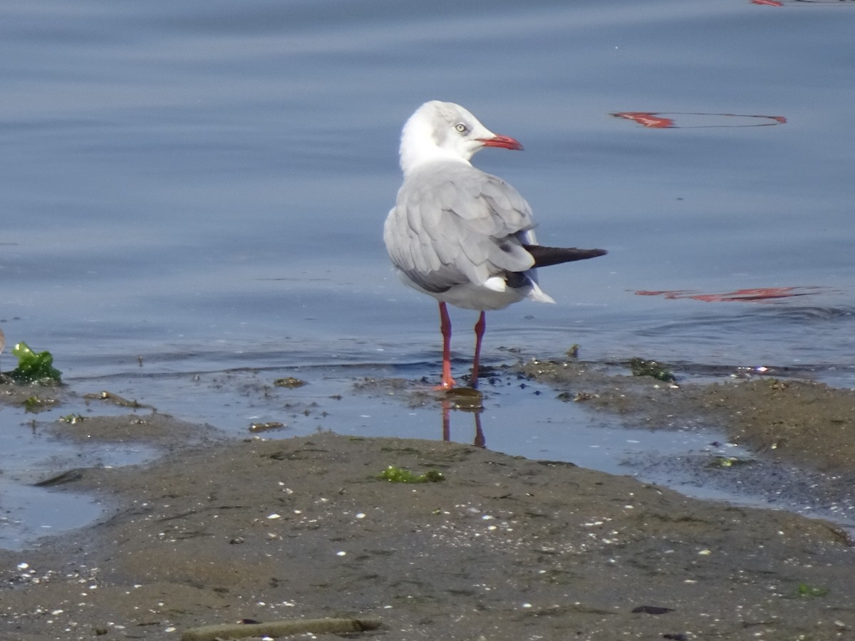 Antxeta burugrisa - ML646253258