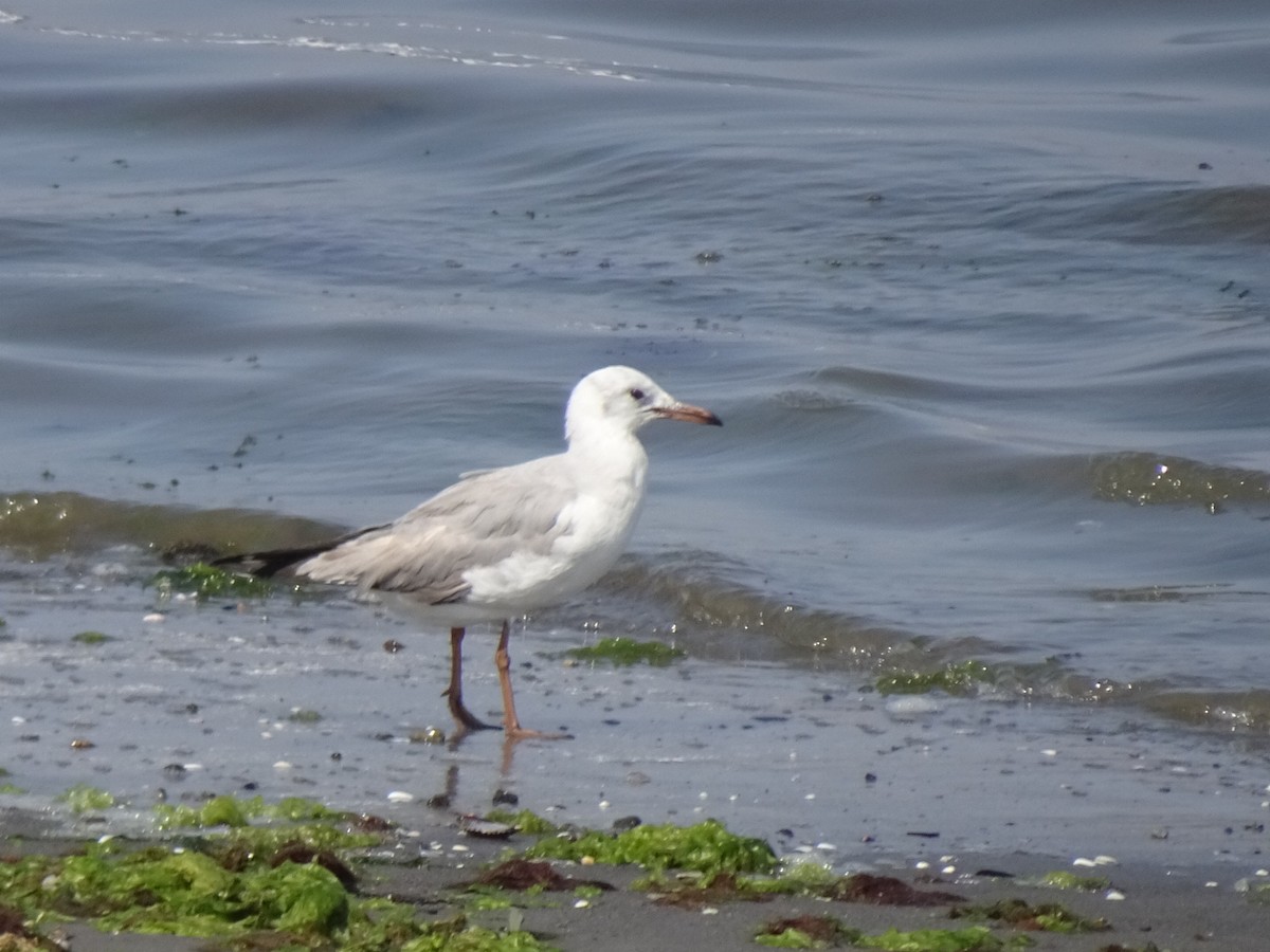 Antxeta burugrisa - ML646253259