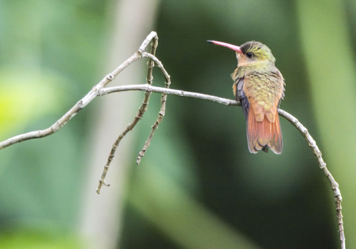 Cinnamon Hummingbird - ML646253260