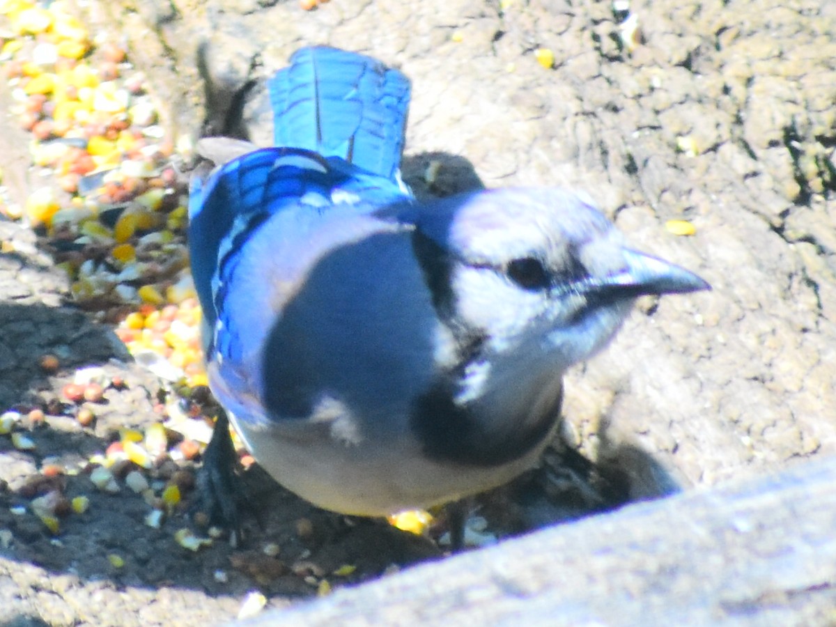 Blue Jay - ML646253262