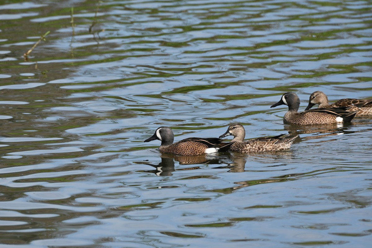 Blue-winged Teal - ML646253264