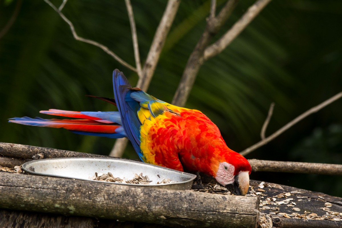 Scarlet Macaw - ML646253267