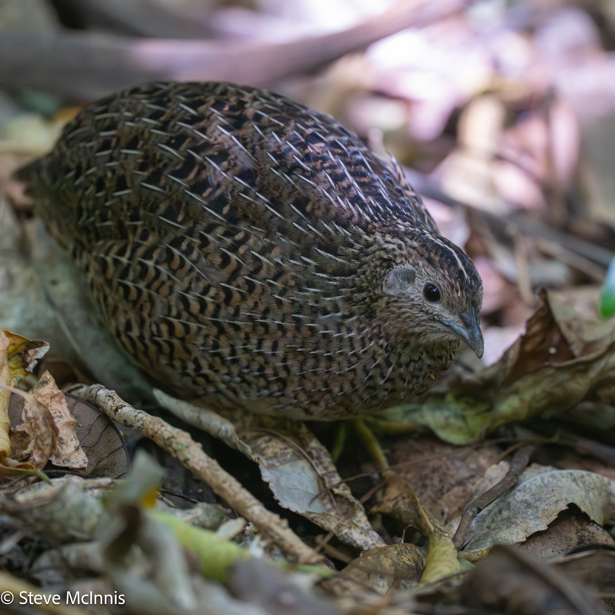 Brown Quail - ML646253268