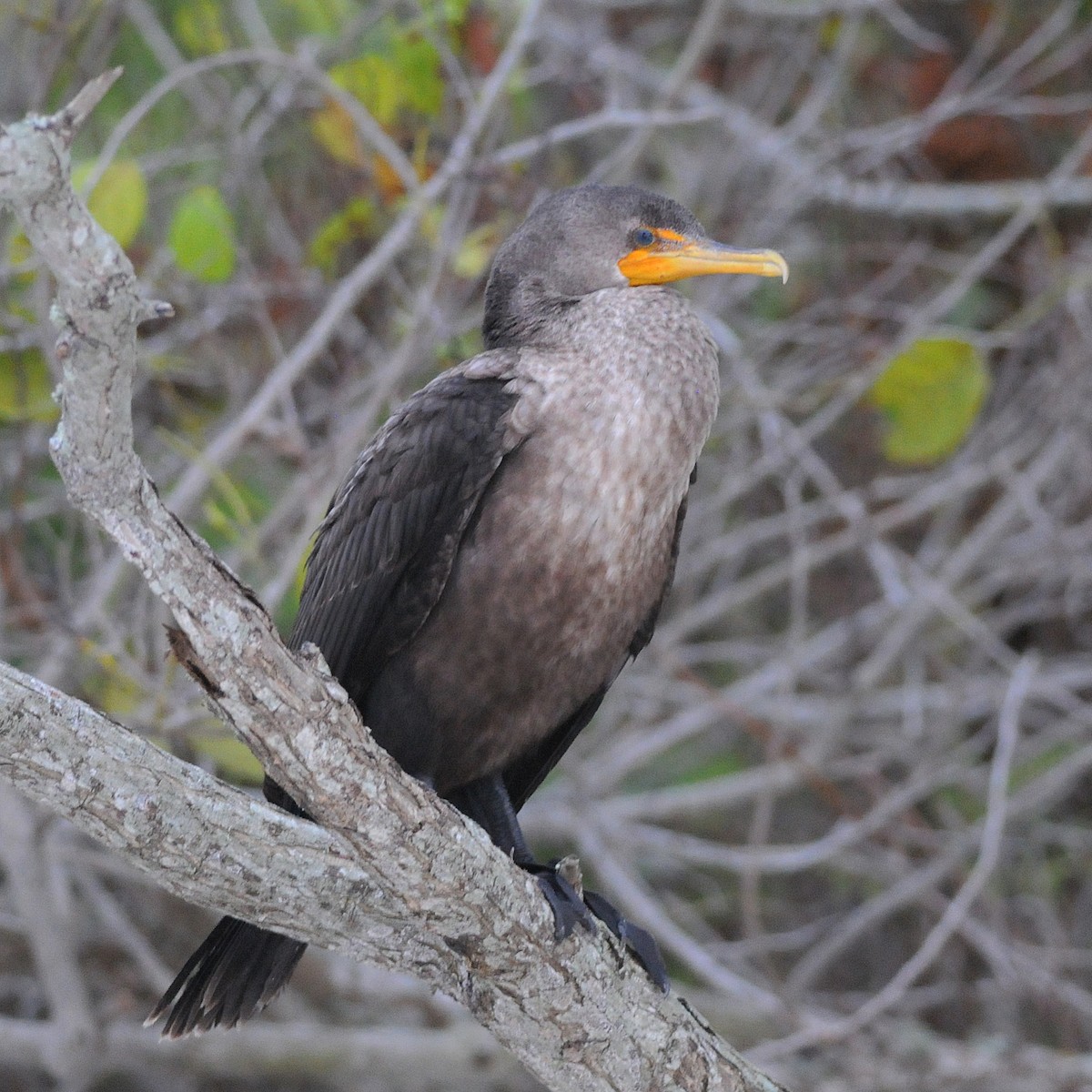Cormoran à aigrettes - ML646253269
