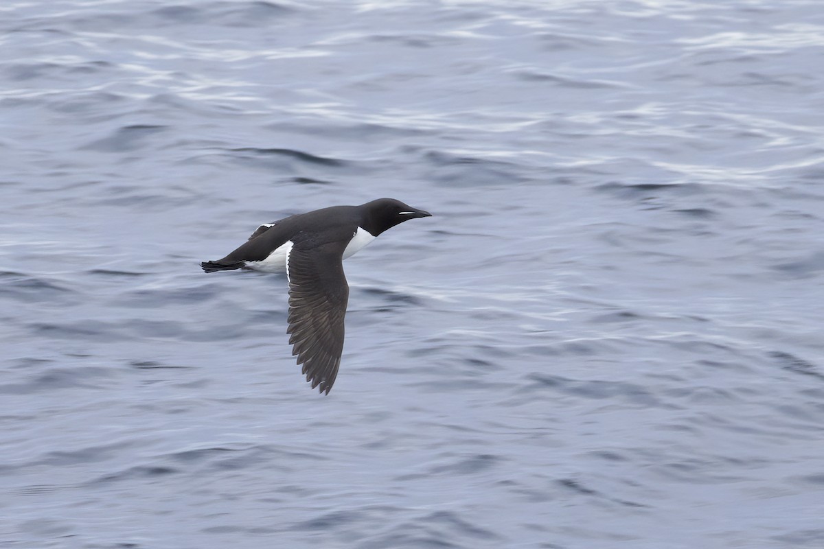 Thick-billed Murre - ML646253270