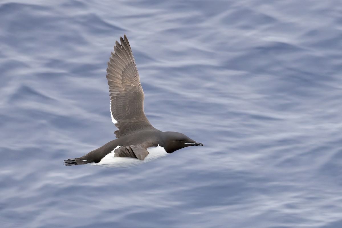 Thick-billed Murre - ML646253271