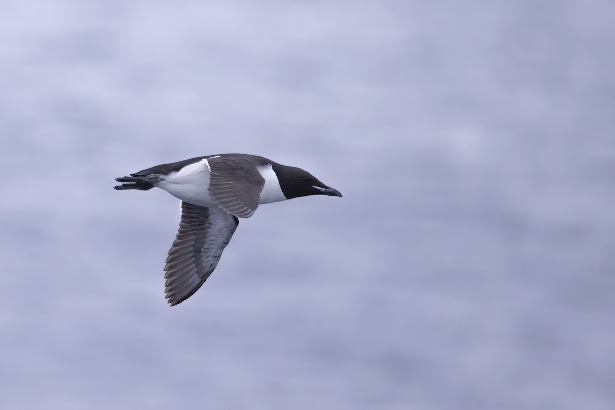 Thick-billed Murre - ML646253272