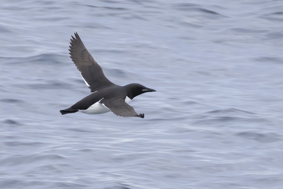 Thick-billed Murre - ML646253274