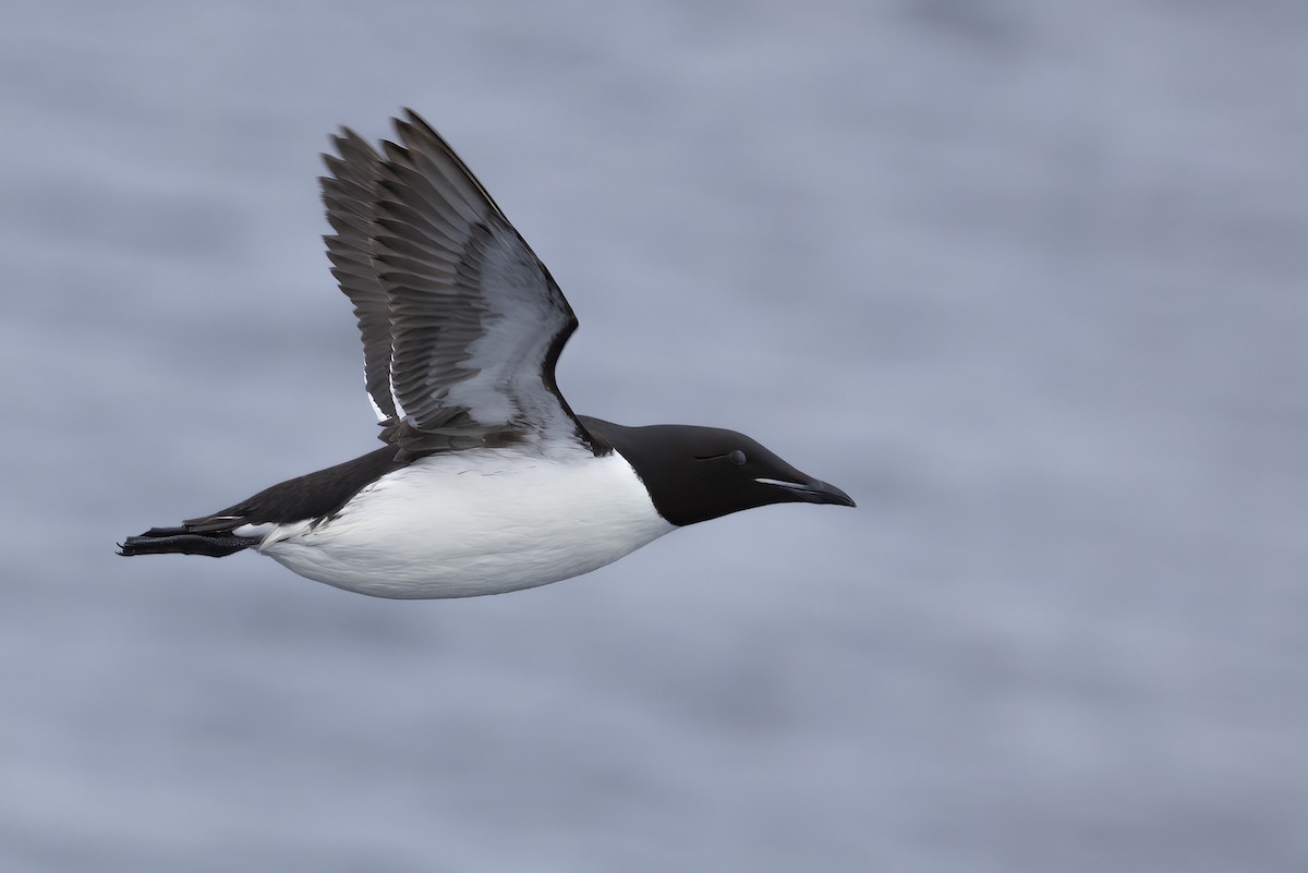 Thick-billed Murre - ML646253277
