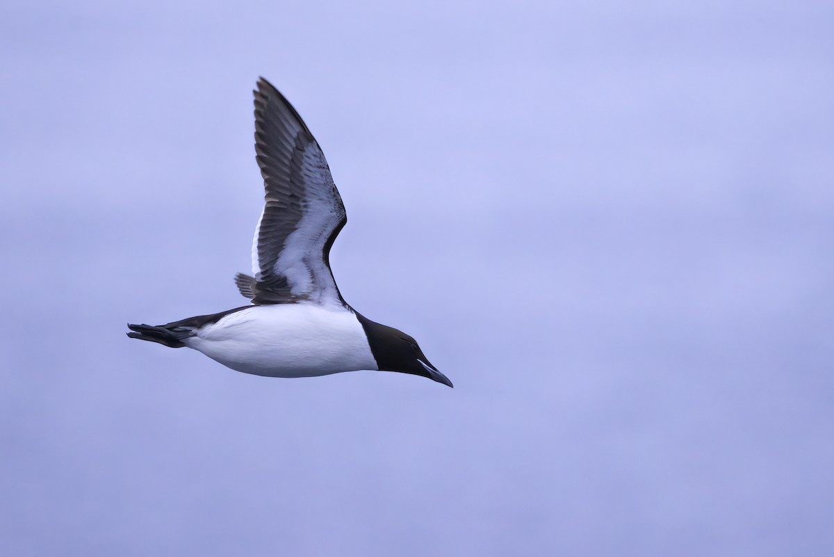 Thick-billed Murre - ML646253278