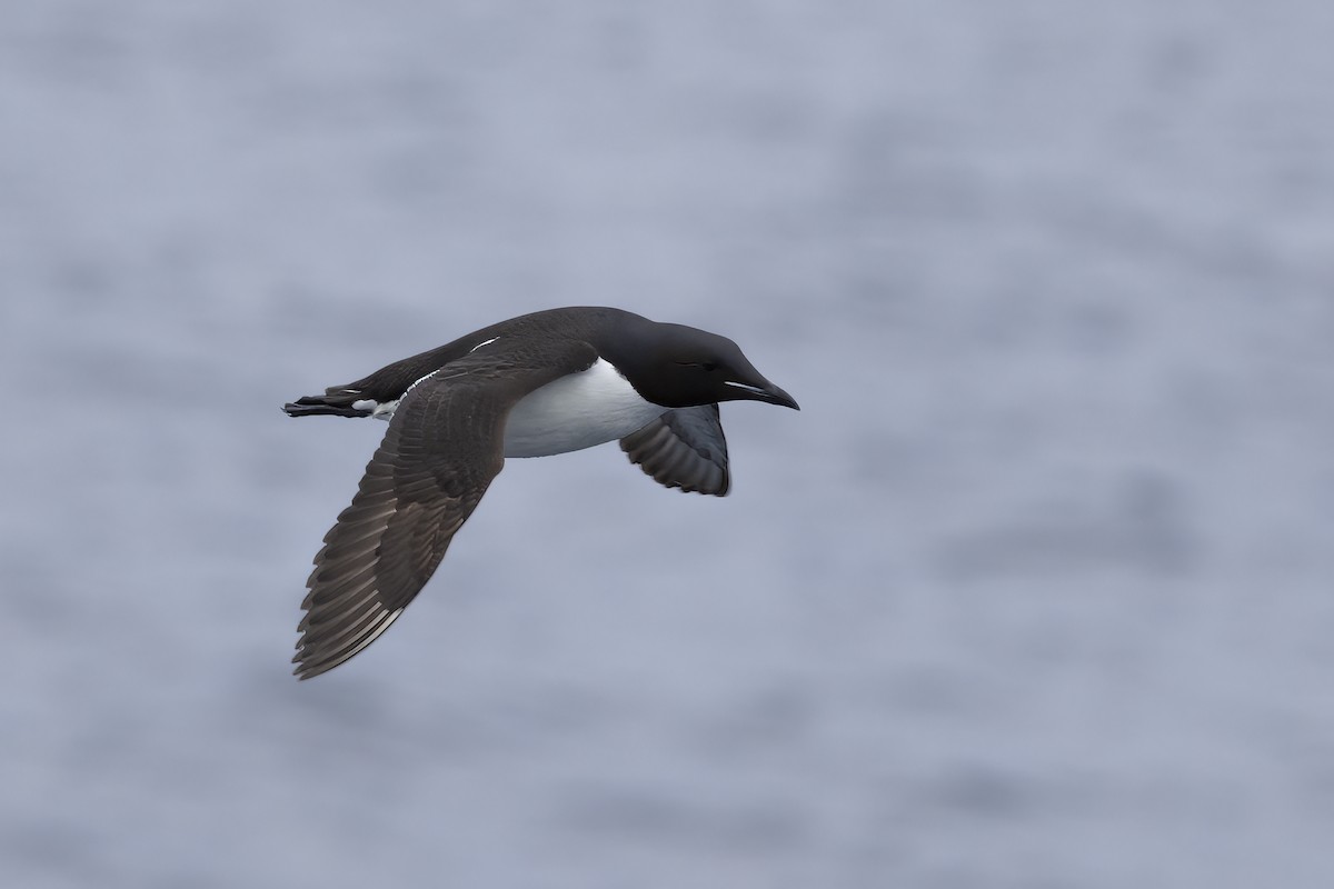 Thick-billed Murre - ML646253279