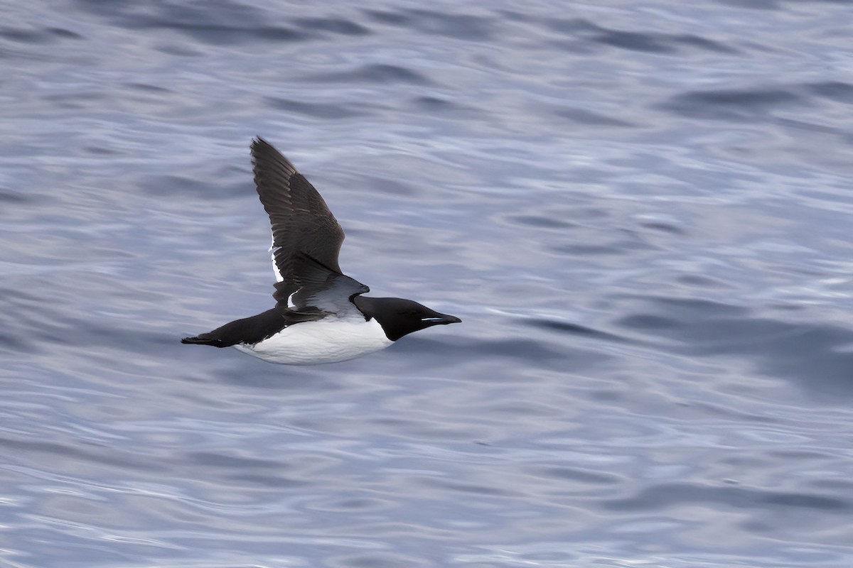 Thick-billed Murre - ML646253280